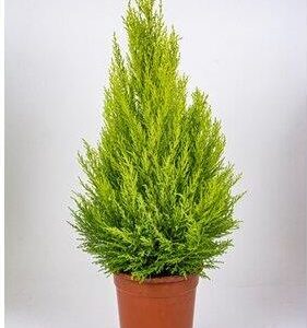 Obi Cyprysik Cupressus Goldcrest Wilma Wys. 80-90cm Don.21cm